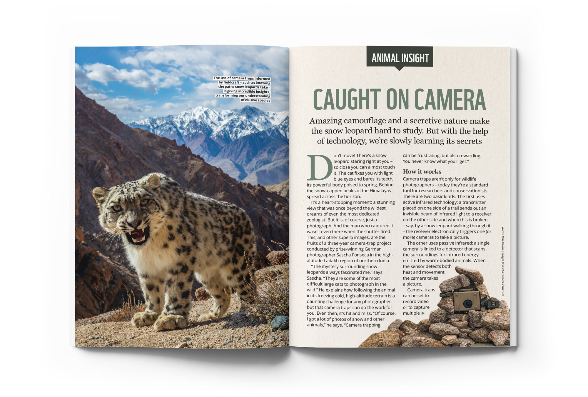 Snow leopard feature